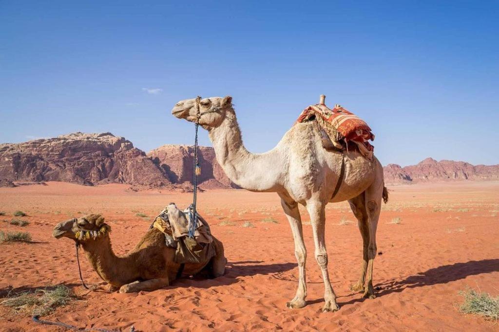 亚喀巴 Bedouins Life Camp酒店 外观 照片